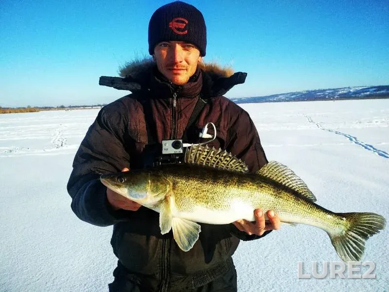 Perch, Zander — Kodyma, Dec 03, 2018