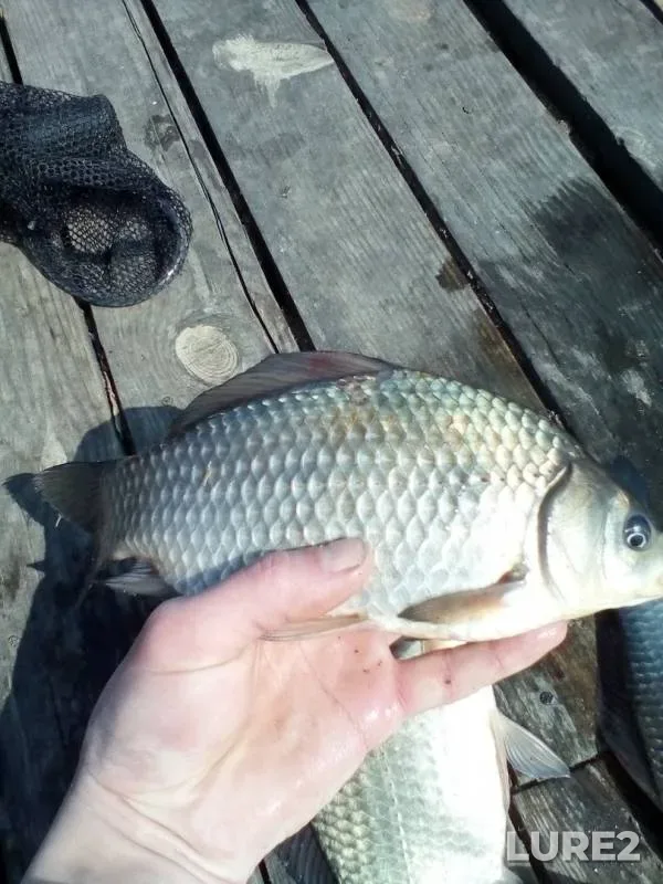 Crucian carp — Dnіpropetrovska oblast, Kam'yanskiy rayon, Apr 15, 2019