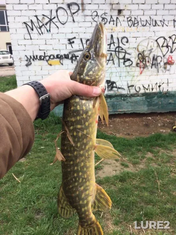Pike — Salgir, Apr 16, 2019