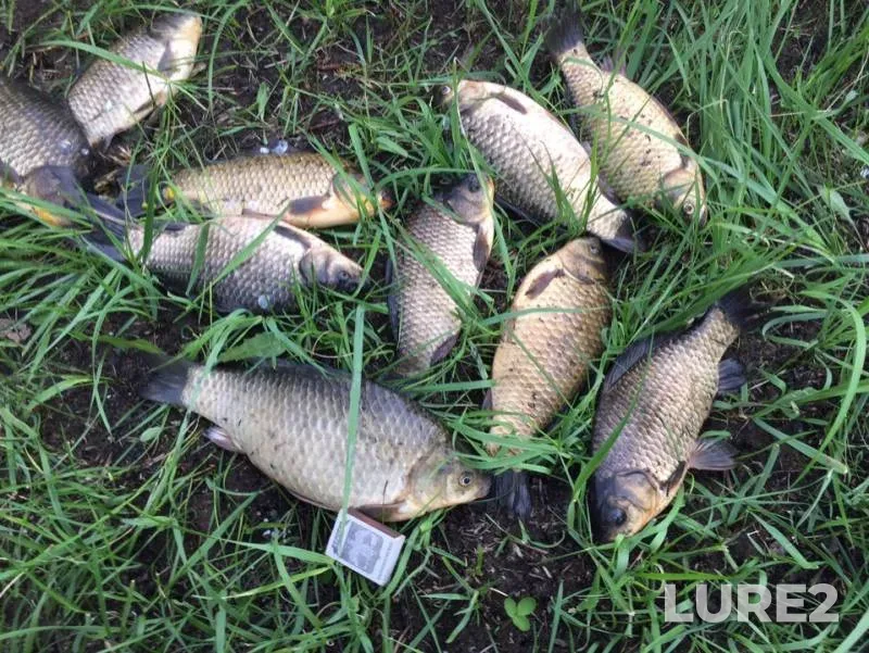 Crucian carp — Mutenka, May 11, 2019
