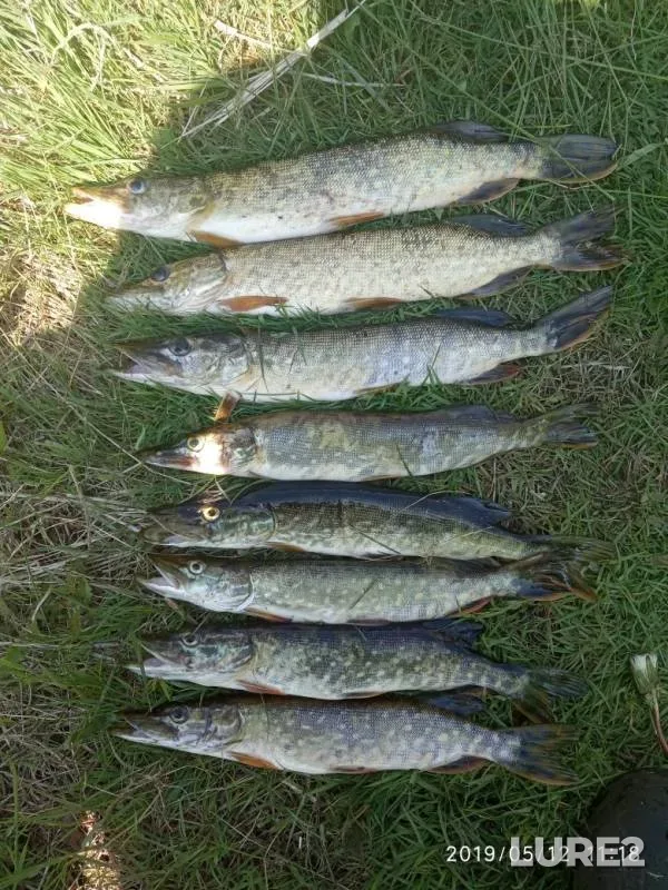 Pike — Brestskaya oblast, Stolinskiy rayon, May 12, 2019