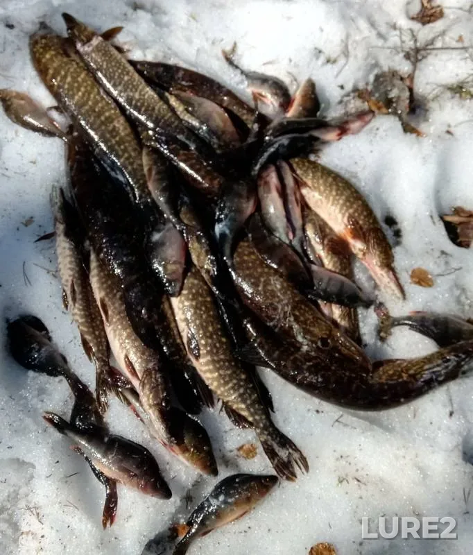 Perch, Pike — Nizhneye Vypchozero, May 22, 2019
