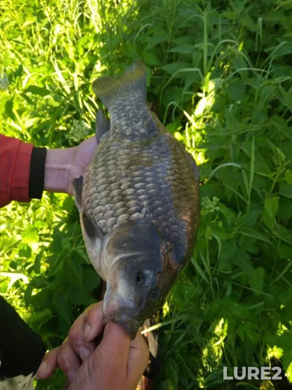 Crucian carp — Klyazma, Jun 06, 2019