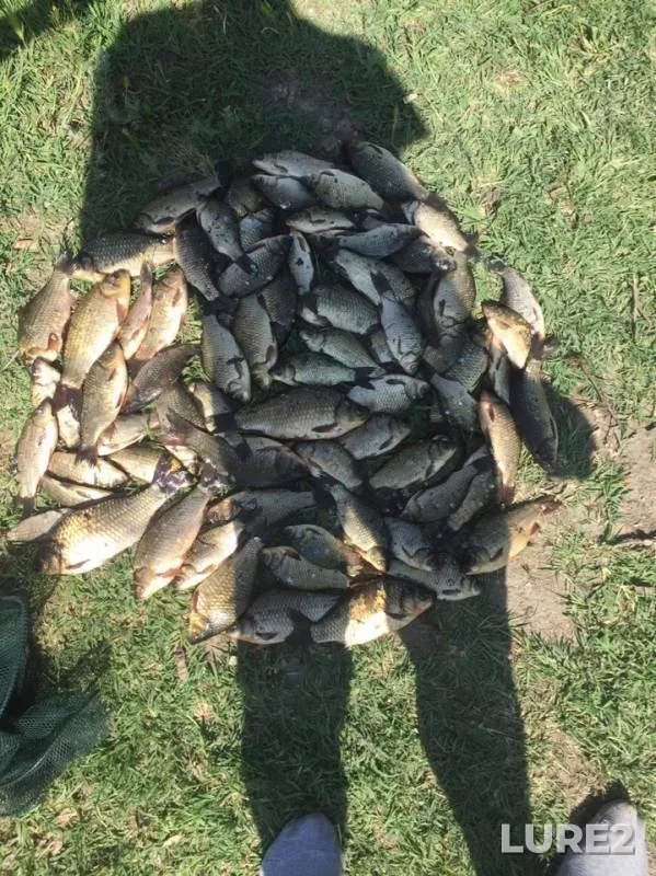 Crucian carp — Dnepr, Jun 06, 2019