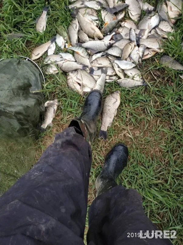 Carp, Crucian carp — Protoka, Jun 22, 2019
