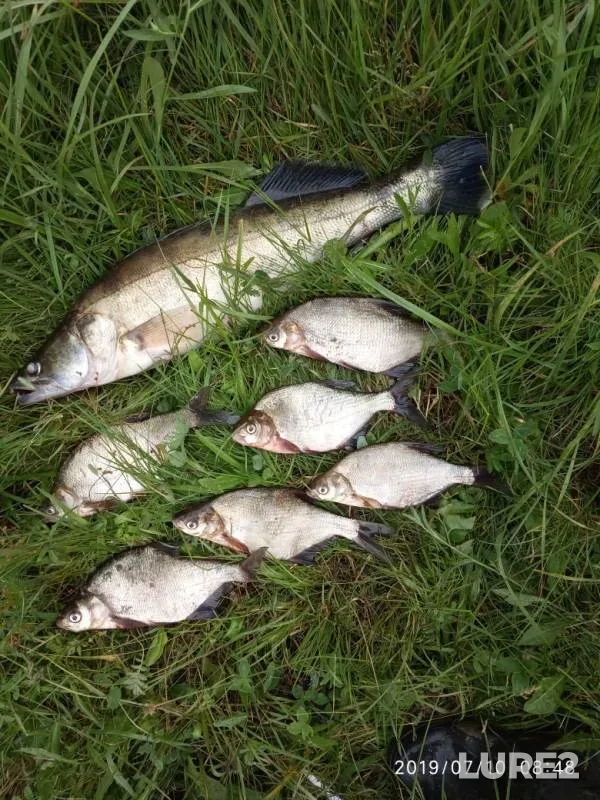 Bream, Zander — Brestskaya oblast, Stolinskiy rayon, Jul 10, 2019