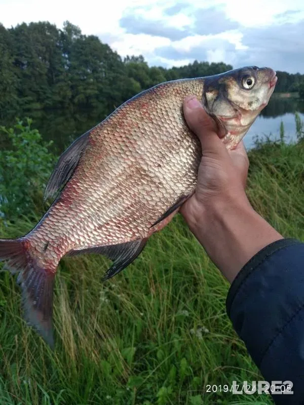 Bream — Severka, Jul 24, 2019