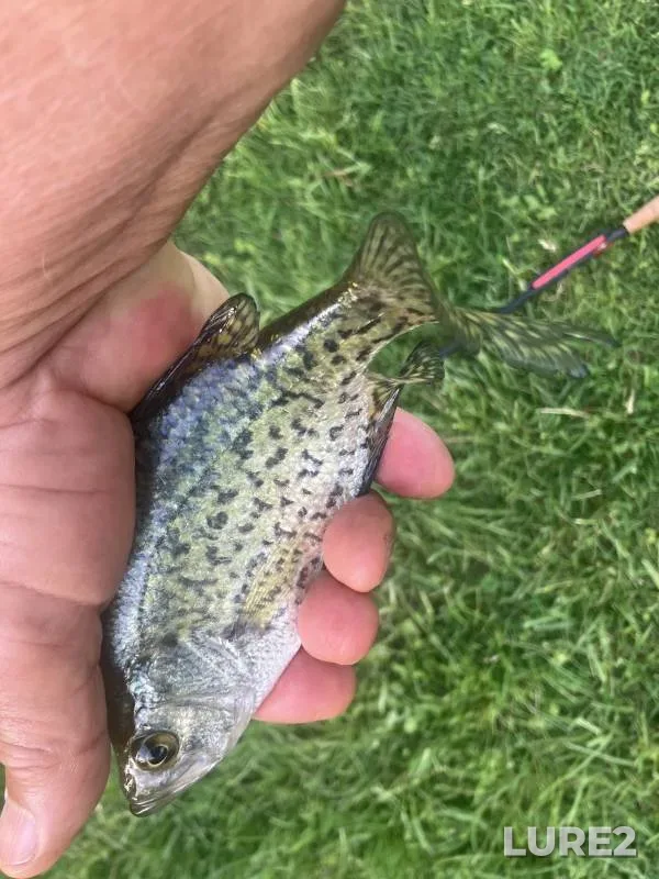 Black crappie — Tuscarawas River, Feb 12, 2019