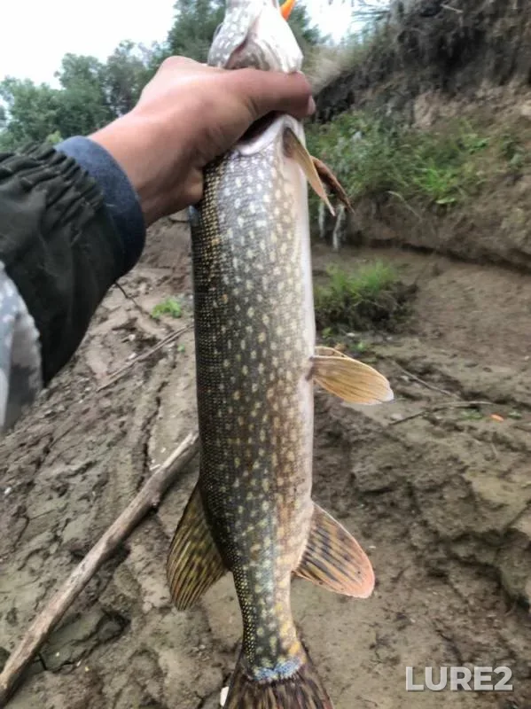 Pike — protoka Sukhoy Balyk, Aug 09, 2019