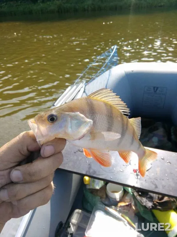 Perch — Don, Aug 19, 2019