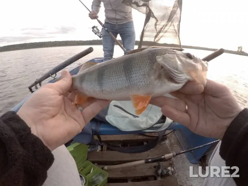 Perch, Pike — Kubrinskoye, Sep 09, 2019