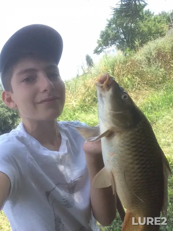 Carp — Rostovskaya oblast, Aug 17, 2019