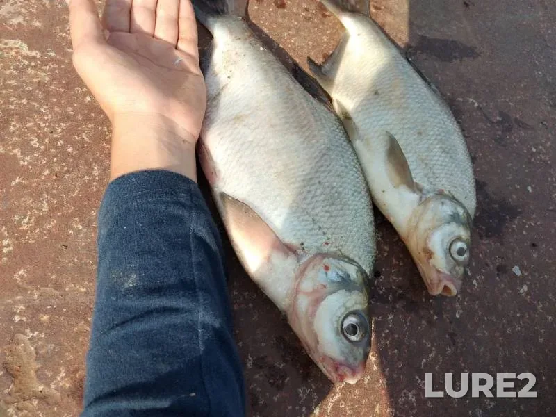 Bream — Don, Aug 21, 2019