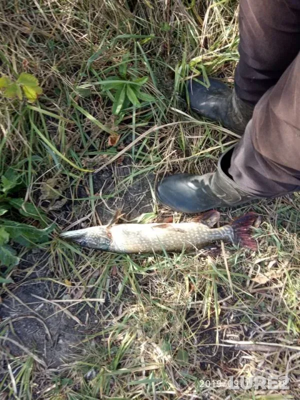 Pike — Tamlyk, Oct 10, 2019