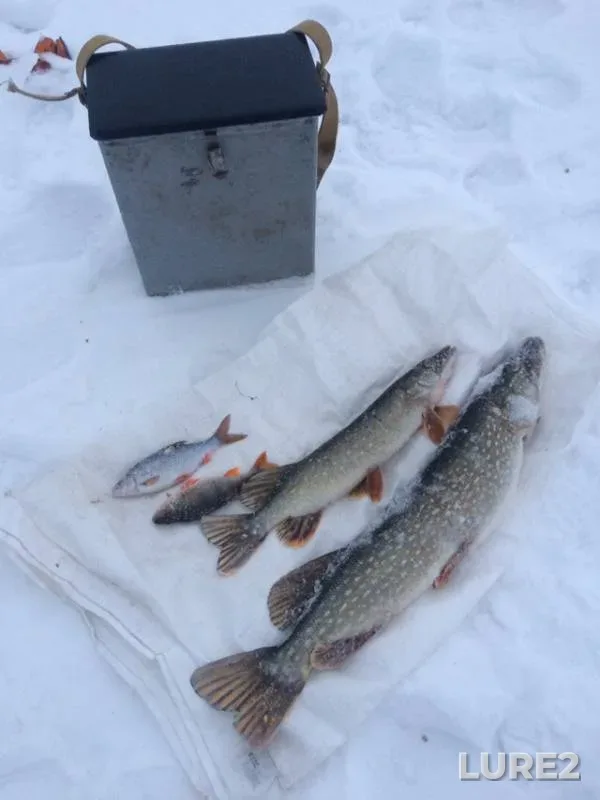 Perch, Pike — Izh, Dec 17, 2018