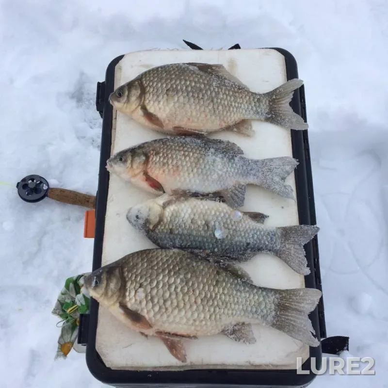 Crucian carp — Russkaya Kazmaska, Dec 18, 2018