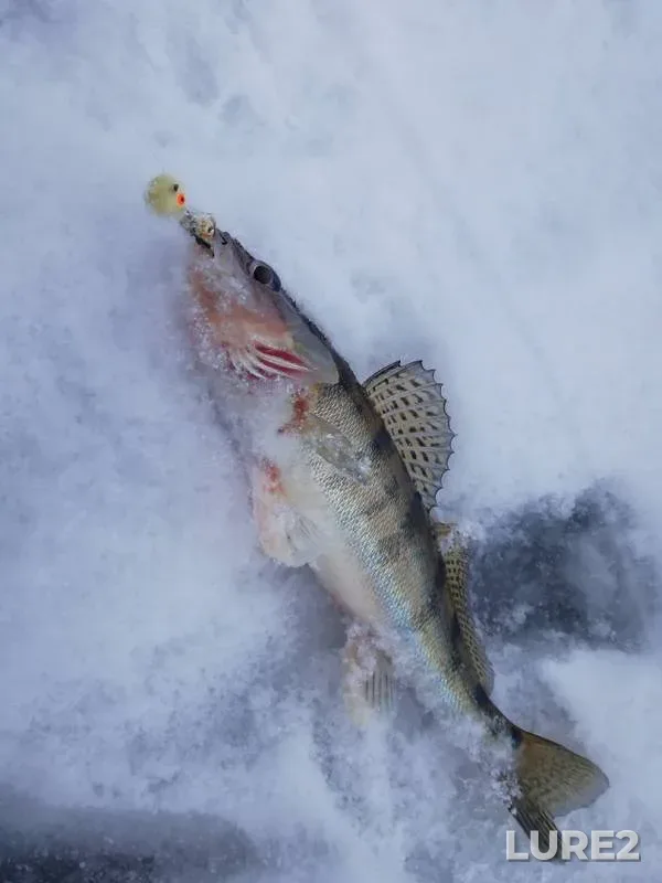 Zander — Nizhnekamskoye, Dec 23, 2018