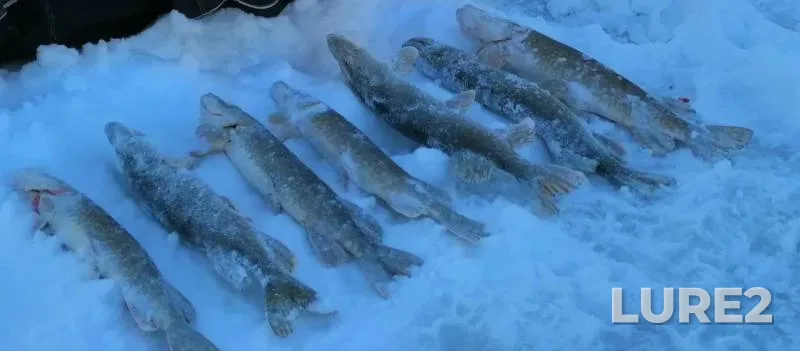 Pike — Belaya, Jan 03, 2019