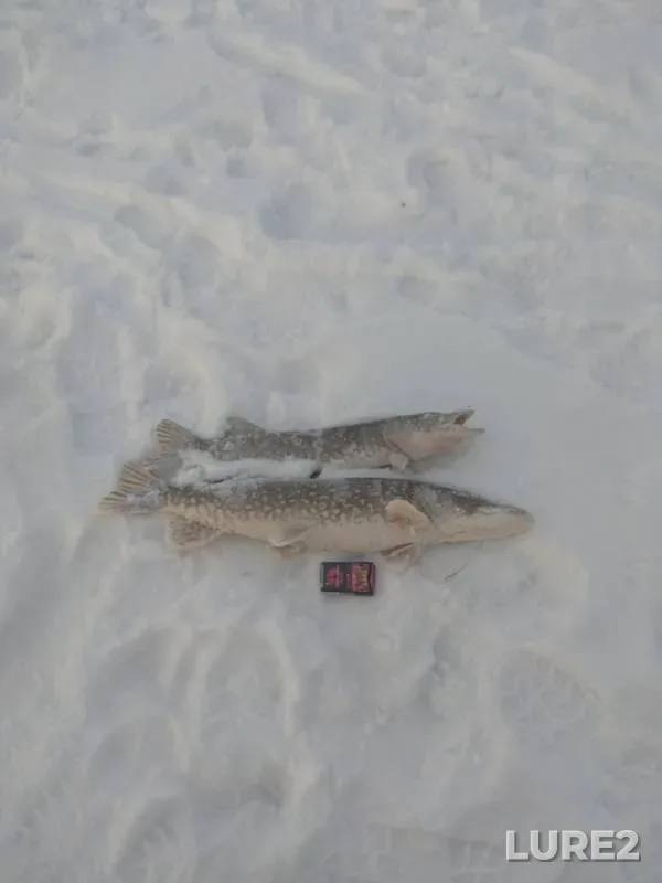 Pike — Kama, Dec 24, 2018