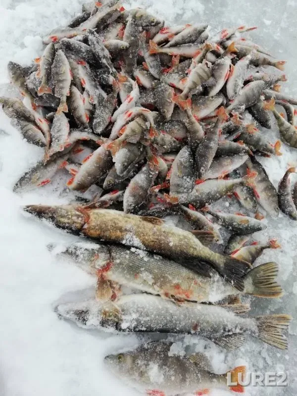 Perch, Pike — Nizhnekamskoye, Dec 19, 2018