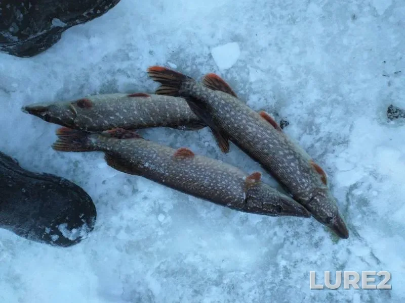 Pike — starorechye Volozhka, Jan 16, 2019