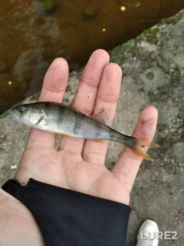 Perch — Neva, Sep 22, 2019
