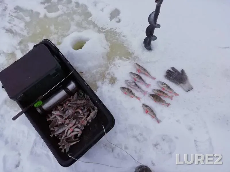 Perch — starorechye Volozhka, Jan 21, 2019