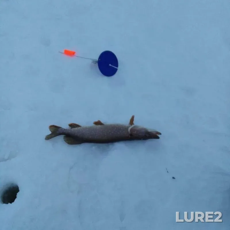 Pike — Kama, Mar 10, 2019
