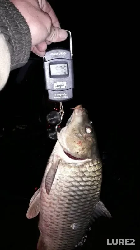 Carp, Crucian carp — Tambovskaya oblast, Uvarovskiy munitsipalnyy okrug, Sep 15, 2019