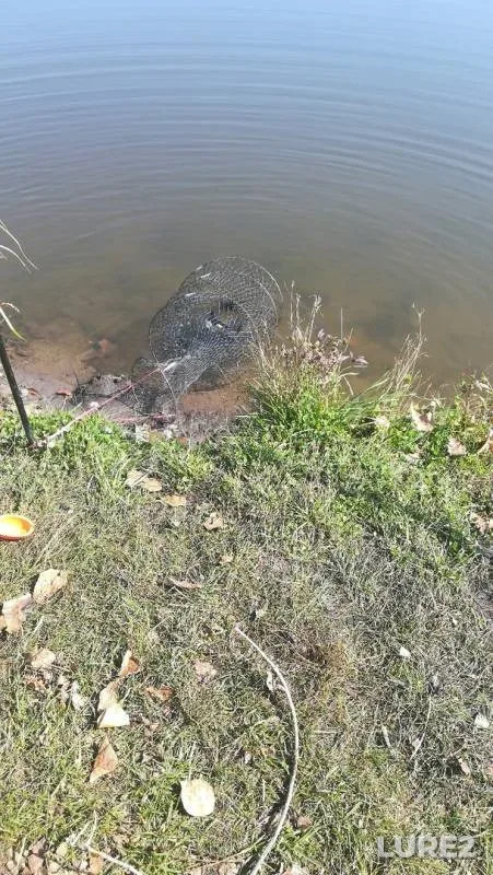 Crucian carp — Samarskaya oblast, Sep 12, 2019