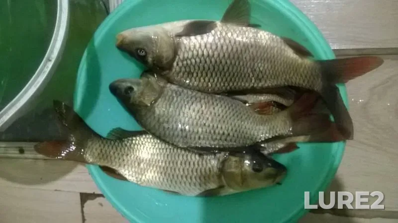 Carp — Lyukskiy, May 07, 2019