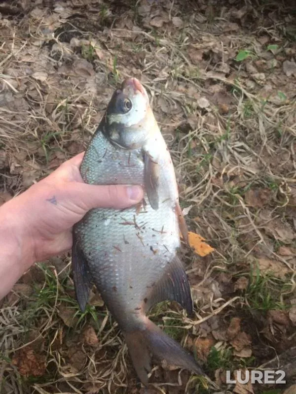 Bream — Kenskiy, May 12, 2019