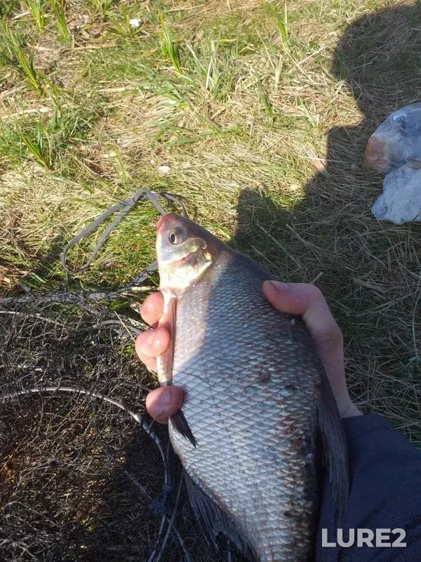 Bream — Izeyka, May 12, 2019