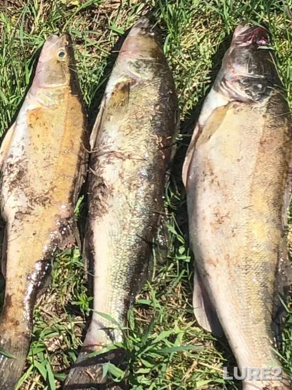 Zander — Nizhnekamskoye, May 12, 2019