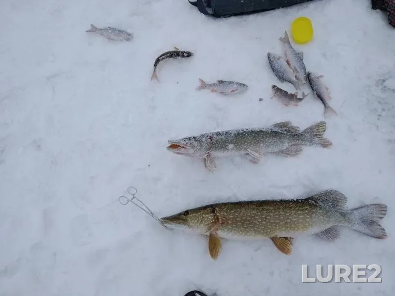 Pike, Roach — Koluton, Jan 07, 2019