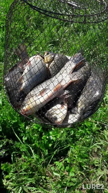 Crucian carp — Sepychevskiy, Jun 02, 2019