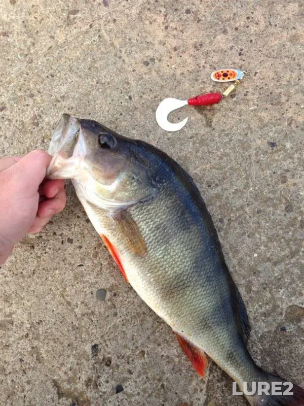 Perch — Izh, Jun 07, 2019