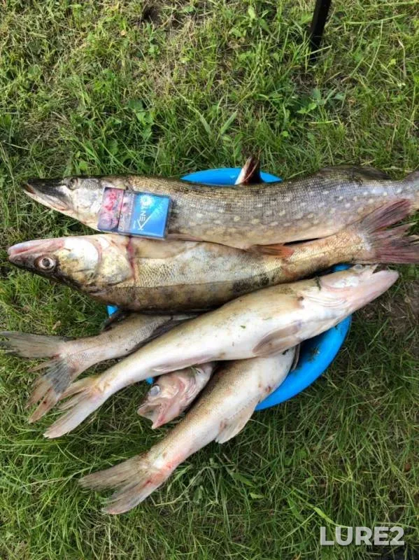 Pike, Zander — Nizhnekamskoye, Jun 05, 2019