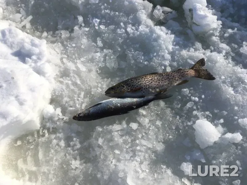Rainbow trout — Teriberka, Mar 04, 2019