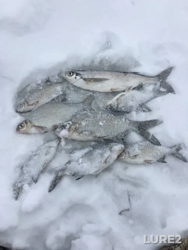 Bream — Kama, Feb 14, 2019