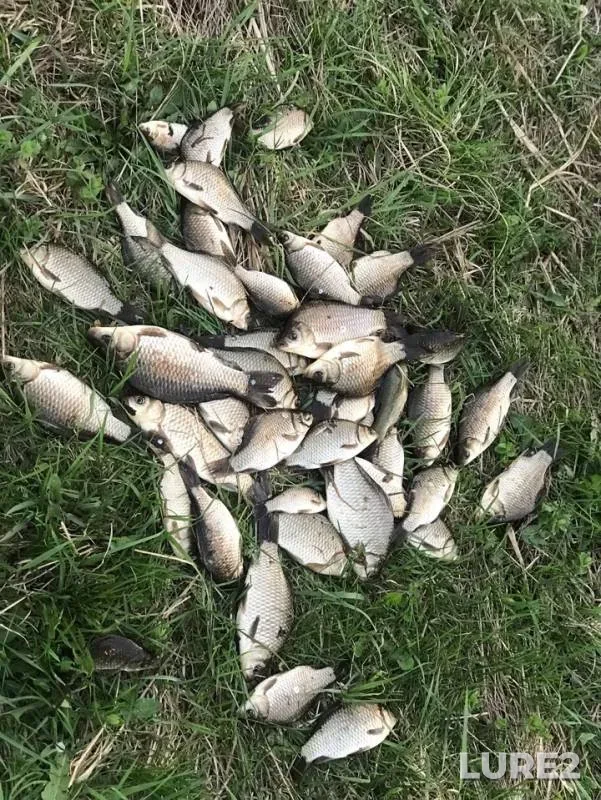 Crucian carp — Udmurtskaya Respublika, Zavyalovskiy rayon, May 12, 2019