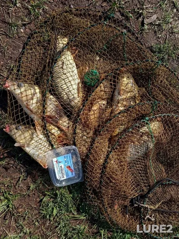 Carp — Udmurtskaya Respublika, Zavyalovskiy rayon, May 12, 2019
