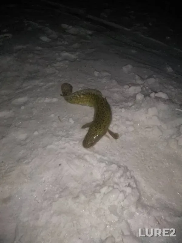 Burbot — Krasnoyarskoye, Feb 22, 2019