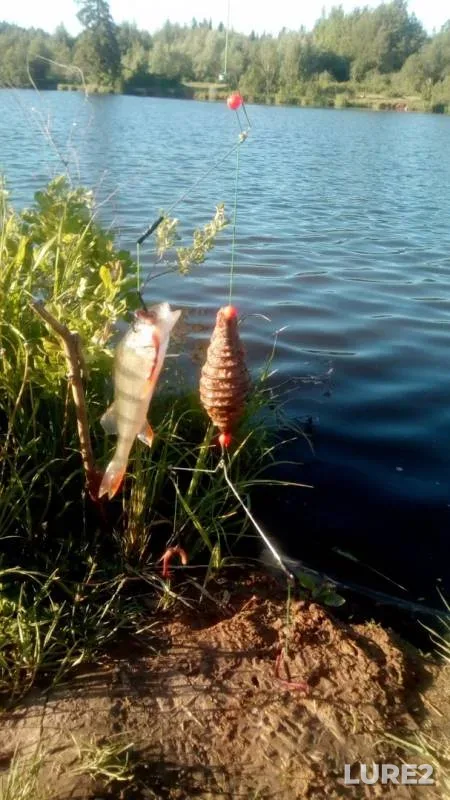Perch — Udmurtskaya Respublika, Zavyalovskiy rayon, Jun 11, 2019