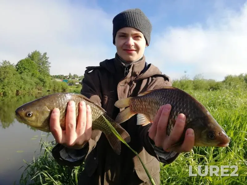 Crucian carp — Uva, Jun 17, 2019