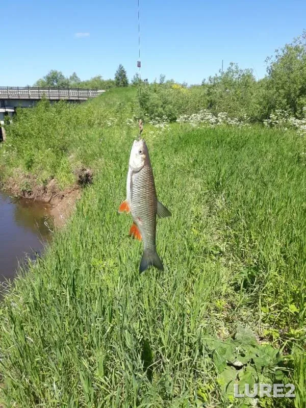 Chub — Vozhoyka, Jun 18, 2019