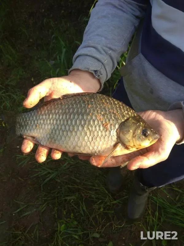 Crucian carp — Malaya Sarapulka, Jun 22, 2019