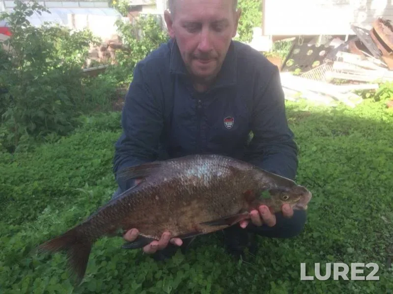 Bream — Udmurtskaya Respublika, Zavyalovskiy rayon, Jun 16, 2019