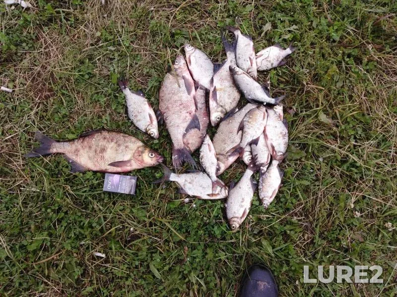 Bream, White bream — Nizhnekamskoye, Jul 14, 2019