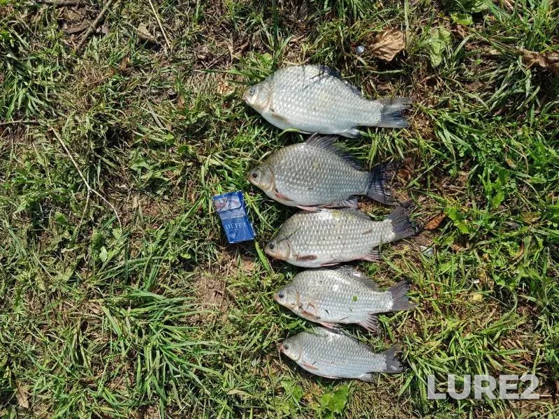 Crucian carp — Sepychevskiy, Jul 17, 2019